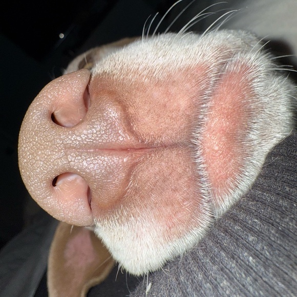 Bowie’s Treat Jar +Free Shipping!! - Picture 5 of 15